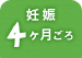 妊娠4ヶ月ごろ