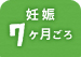 妊娠7ヶ月ごろ